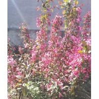 蘋果樹 主要有：蘋果、山楂、核桃、杏樹、海棠、法桐、國槐、垂