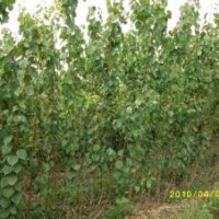 杏樹 蘋果 桃樹出售