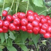 鈣果苗盆栽鈣果苗鈣果樹苗歐李鈣果鈣果苗