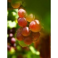 葡萄樹苗批發(fā)|葡萄樹苗品種