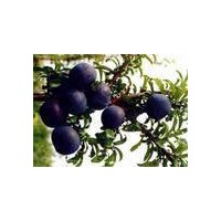 女神，秋季李，李子苗價格，李子苗品種，李子苗供應(yīng)