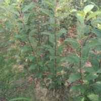 哪里有蘋果苗，矮化蘋果苗，蘋果苗，長(zhǎng)短枝蘋果苗，紅富士蘋果苗