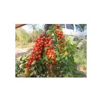 供應鈣果苗農(nóng)大鈣果苗掛果鈣果苗1-2年生鈣果苗價格