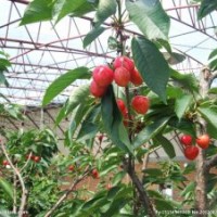 櫻桃苗|櫻桃苗批發(fā)