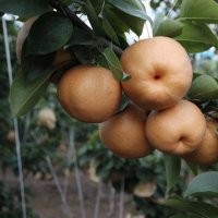 供應(yīng)晚秋黃金梨苗