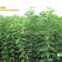 3、艷陽車?yán)遄用鐑r格優(yōu)惠,到簡陽海天車?yán)遄踊刭徺I