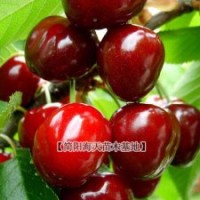 哪里有車?yán)遄用绯鍪?/></a>
<ul><li><a href=