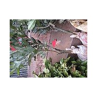 供2萬(wàn)株?yáng)|魁楊梅苗 ，5萬(wàn)株荸薺種楊梅苗 沙田柚苗