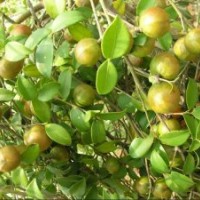 一年高產(chǎn)油茶苗,二年高產(chǎn)油茶苗價格0.4元/株,綠盛宣傳促銷