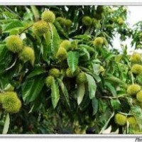 以誠板栗苗-優(yōu)質板栗苗-嫁接板栗苗