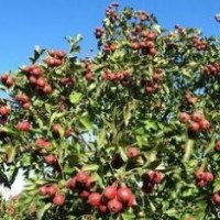 山東山楂苗