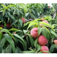 供應(yīng)久保桃苗