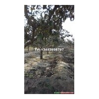 山楂樹產(chǎn)地，哪里有2-25公分的山楂樹，山楂樹的價格，供大金星山