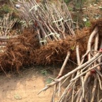 出售成品優(yōu)質大櫻桃苗