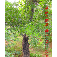 4—7 公分懷遠石榴樹銷售