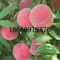 供應(yīng)桃樹苗、黃桃苗、春雪桃苗