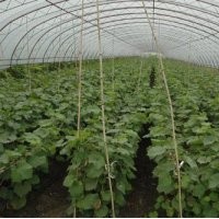 小葡萄苗大櫻桃樹