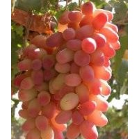 紅乳葡萄苗，夏黑葡萄苗，黑巴拉多葡萄苗，陽(yáng)光玫瑰葡萄苗