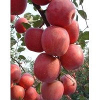 蘋(píng)果苗基地，供富士王蘋(píng)果苗，神富一號(hào)蘋(píng)果苗。