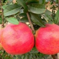 供應(yīng)突尼斯軟籽石榴|軟籽石榴樹苗基地