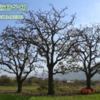 大量供應(yīng)各種規(guī)格柿子樹，服務(wù)周到