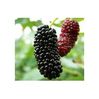 供應(yīng)果桑苗，鮮果被稱為第三代水果新秀