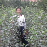 供應(yīng)正宗棲霞紅富士果苗、大櫻桃果苗