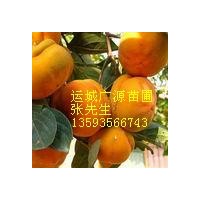 柿子樹(shù)3-10公分柿子樹(shù)柿子苗出售價(jià)格柿子樹(shù)