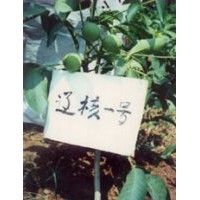 供應1年核桃苗2年核桃苗3年核桃苗當年結果核桃苗