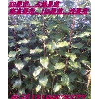 寒地果樹苗|123果樹苗|寒富果樹苗