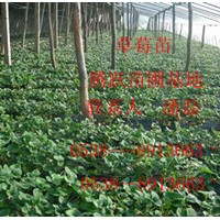 紅顏草莓苗 紅顏草莓苗品種 紅顏草莓苗價(jià)格