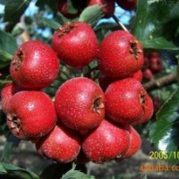 山西運(yùn)城供應(yīng)山楂苗