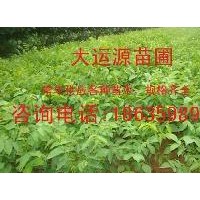 供應(yīng)核桃苗、核桃苗價格、薄皮核桃苗價格