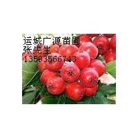 山西供應商山楂果/山楂果/山楂苗/山楂苗/出售價格優(yōu)惠