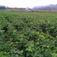 貝達苗 威戴爾葡萄苗