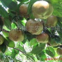 廣西觀賞油用型大果紅花油茶栽培技術