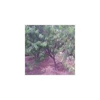 供應(yīng)山毛桃樹(shù)，山杏樹(shù)，李子樹(shù)，石榴樹(shù)，核桃樹(shù)