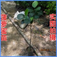 果樹苗 菠蘿蜜苗 木菠蘿蜜苗 馬來西亞一號菠蘿蜜苗 紅肉菠蘿蜜苗