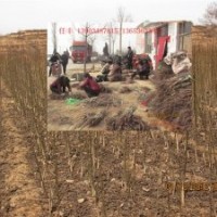 供應(yīng)山西核桃苗，成品核桃苗，嫁接核桃苗，實(shí)生核桃苗(圖)