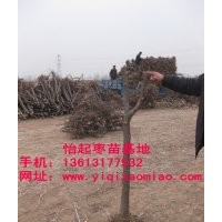 出售8-13棗樹苗