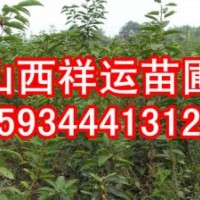 蘋果樹 2-10公分蘋果樹