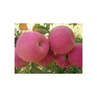 供大蘋果樹,山西大蘋果樹,占地蘋果樹 蘋果樹價格