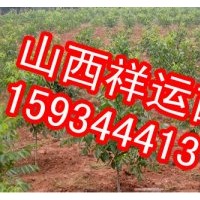 杏樹苗 蘋果苗 核桃苗 皂角苗 桃樹苗