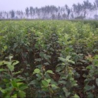 供應桃樹苗 山桃苗 杏樹苗 山杏苗 核桃苗 山核桃苗