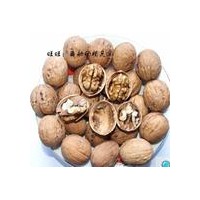 優(yōu)質(zhì)核桃苗|櫻桃苗|桃苗|板栗苗|山楂苗||櫻花|泰安市旭日苗木專