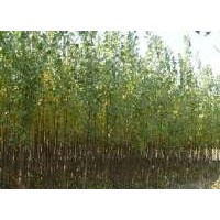 核桃苗 速生楊 蘋(píng)果苗合歡苗