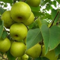 優(yōu)質(zhì)梨苗