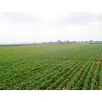 急低價(jià)出售維多利亞葡萄苗木