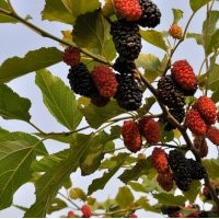 供應(yīng)苗木新品種 果桑