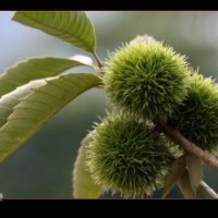 獨(dú)特嫁接板栗苗